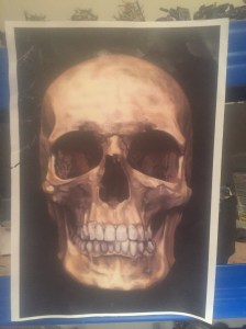 skull picture
