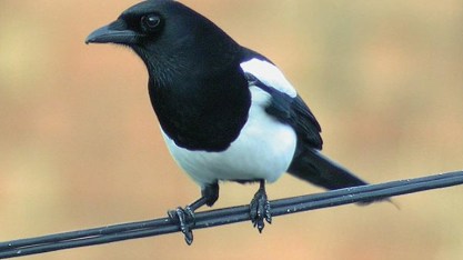 magpie1_tcm9-65582
